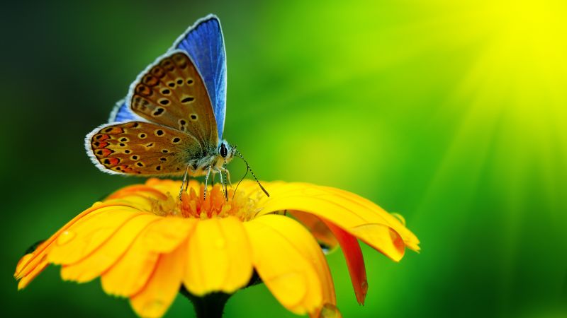 Butterfly, insects, flowers, Glass, nature, garden (horizontal)