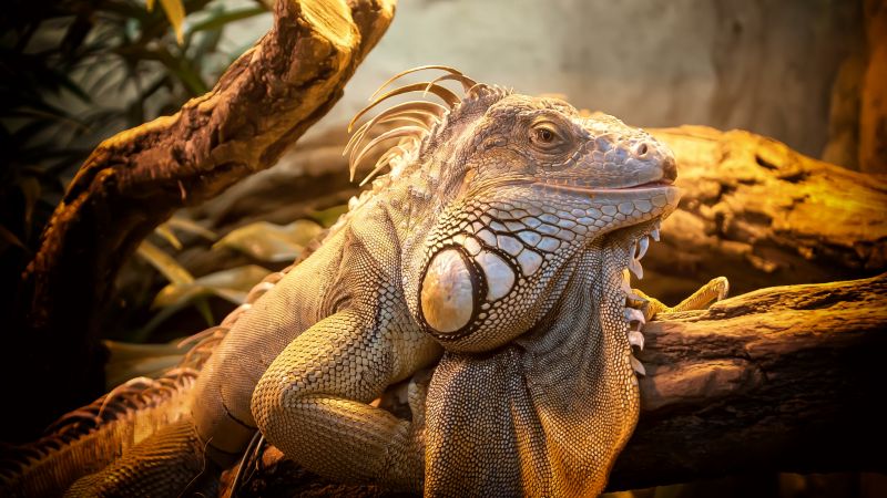 Iguana, Puerto Rico, reptiles, grey, nature, lizard (horizontal)