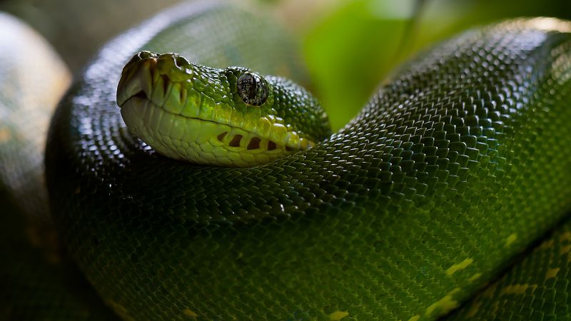 Python, Snake, Head, Scales, Green, Boa (horizontal)