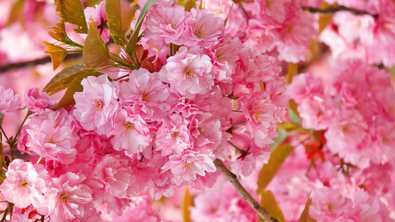 sakura, 4k, HD wallpaper, cherry blossom, pink, spring, flowers (horizontal)