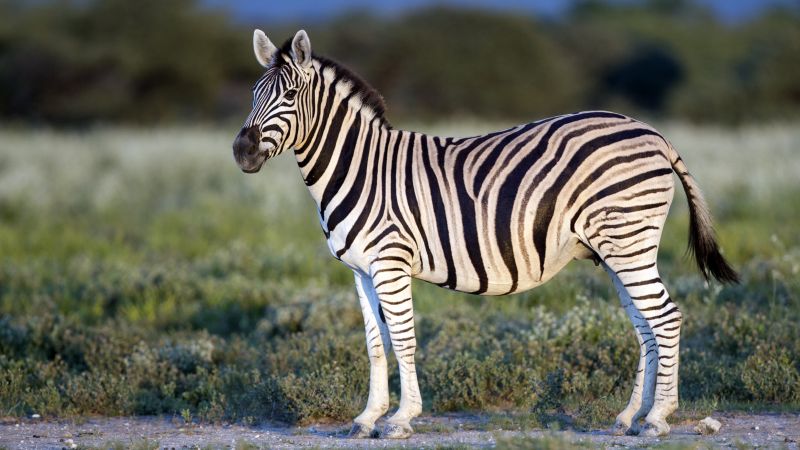 Zebra, Black & White, eye, strips (horizontal)