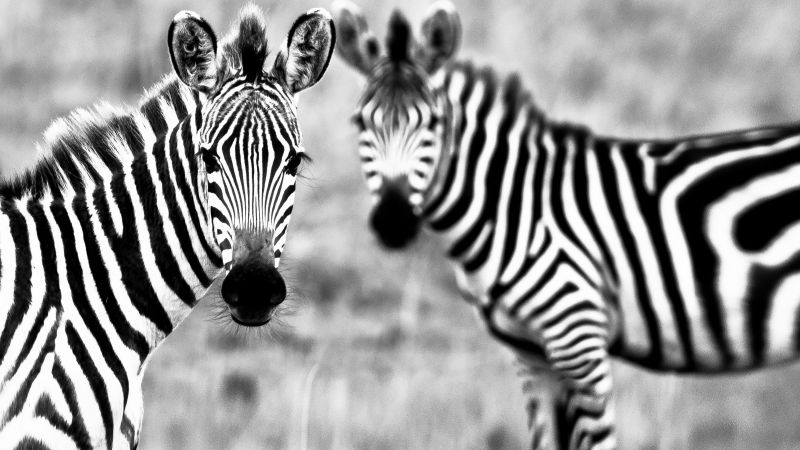 Zebra, Black & White, couple, cute animals (horizontal)