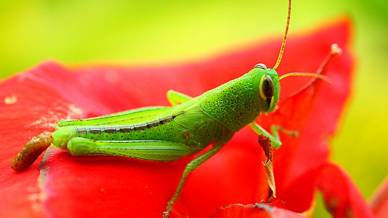 grasshopper, grig, green, flower, red, insects (horizontal)