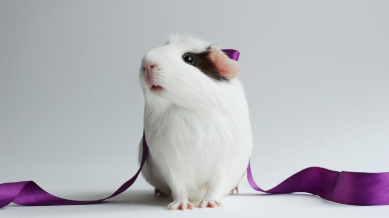 hamster, cute hamster, white, close-up, purple, ribbon, white background (horizontal)