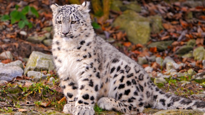 Leopard, snow leopard, sitting, watch, ground, nature, stones, cute (horizontal)