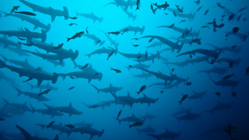 5k, 4k, Cocos Island, Costa Rica, underwater, diving, sharks (horizontal)