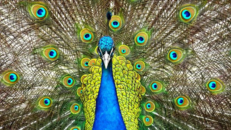 Peacock, feathers (horizontal)