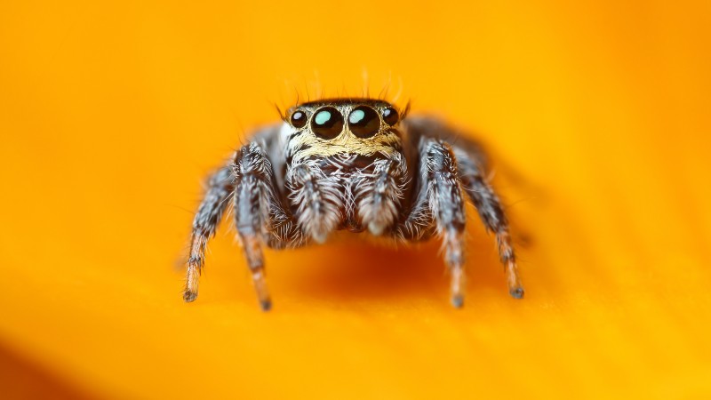 Jumping Spider, 5k, 4k wallpaper, macro, black, eyes, yellow, insects, arachnid, cute (horizontal)