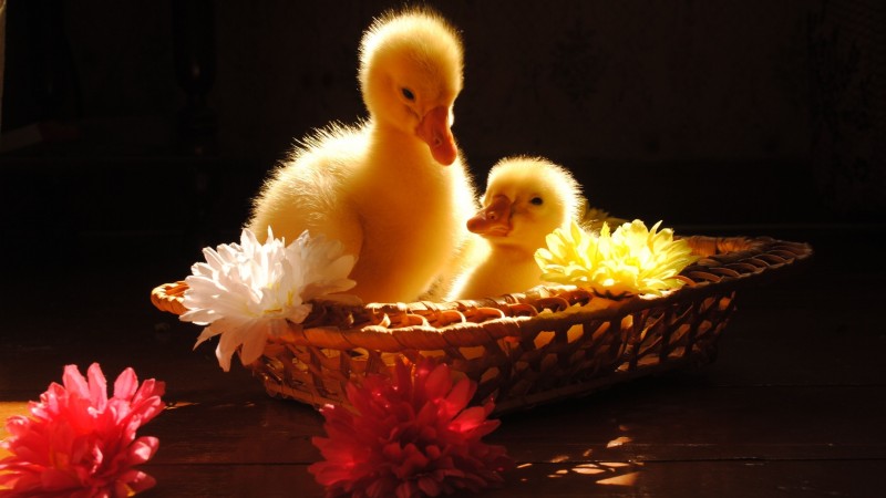 Ducklings, yellow, basket, flowers, sunny day, table, cute, animal, pet (horizontal)