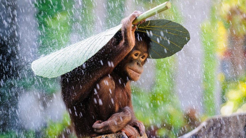 Chimpanzee, Congo River, tourism, banana, leaves, rain, monkey, nature, animal, green (horizontal)