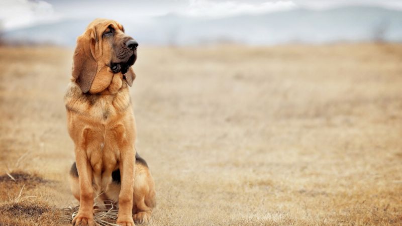 dog, bloodhound, 4k (horizontal)