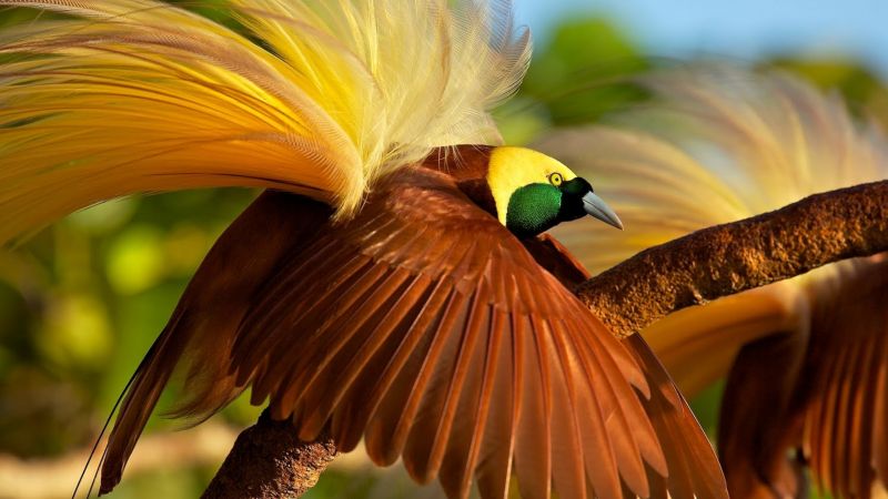 bird of paradise, bird, 4k (horizontal)