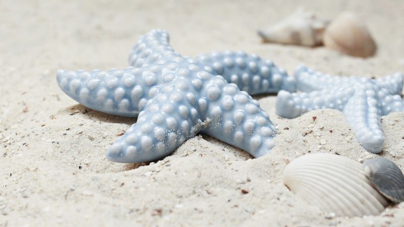 starfish, shell, shore, 5k (horizontal)