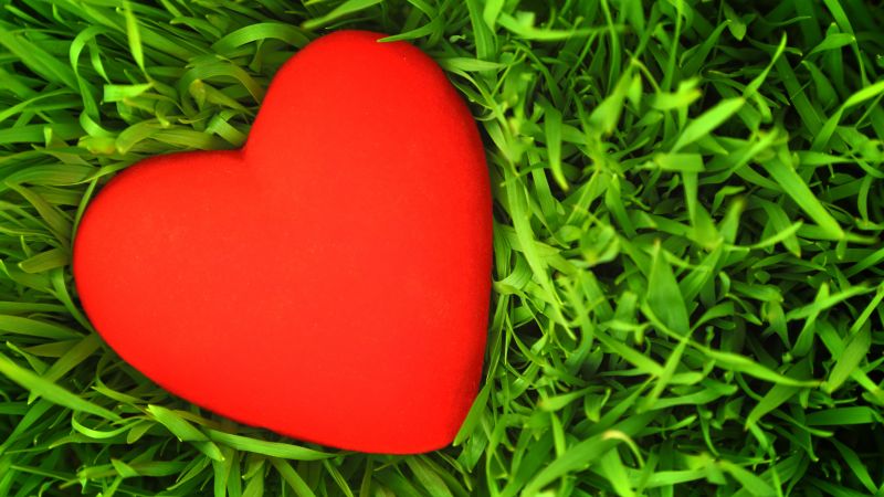 love image, heart, grass, 5k (horizontal)