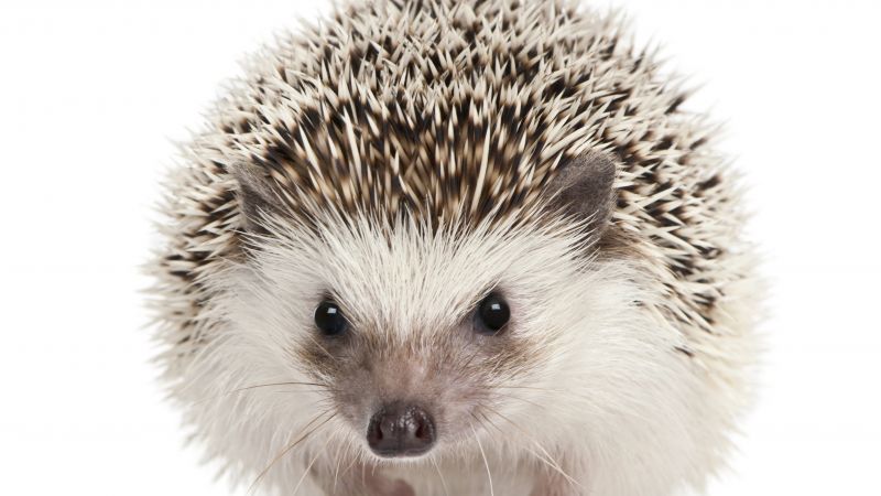 hedgehog, cute animals, 5k (horizontal)