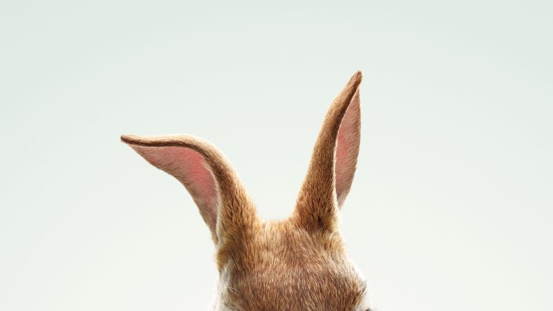 Peter Rabbit, HD (horizontal)