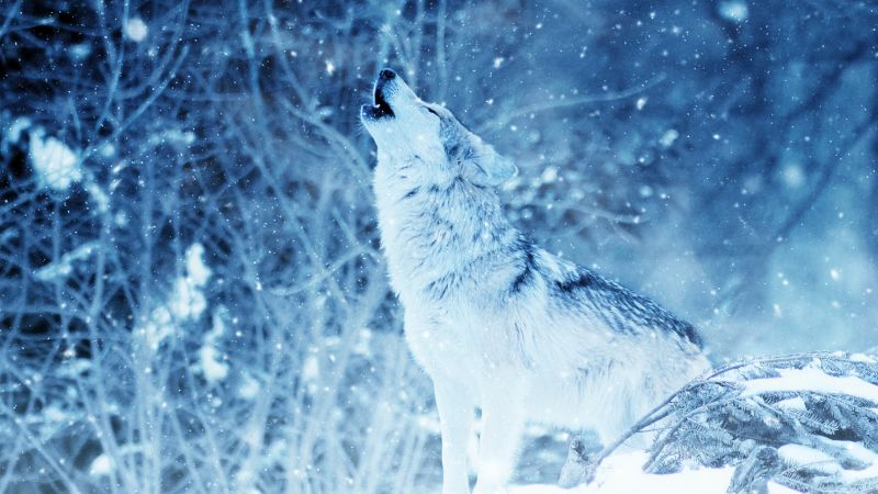 wolf, winter, snow, 4k (horizontal)