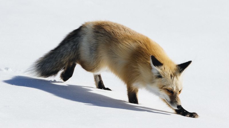 fox, cute animals, winter, snow, 5k (horizontal)