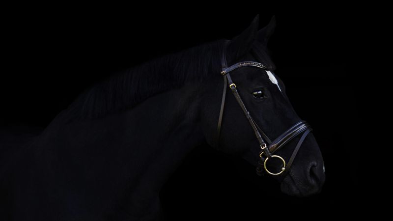 horse, cute animals, black, 4k (horizontal)