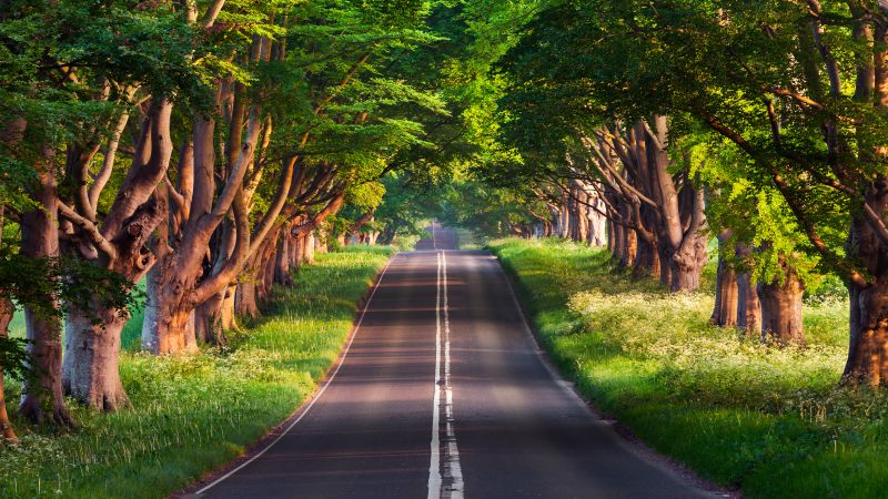 road, trees, summer, 4k (horizontal)