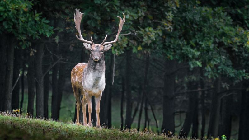 deer, cute animals, forest, 5k (horizontal)