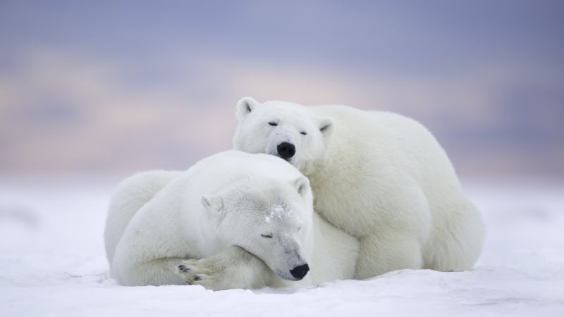 polar bears, cute animals, winter, 5k (horizontal)