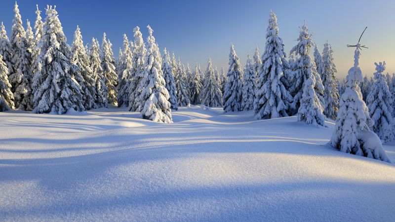forest, trees, snow, winter, 5k (horizontal)