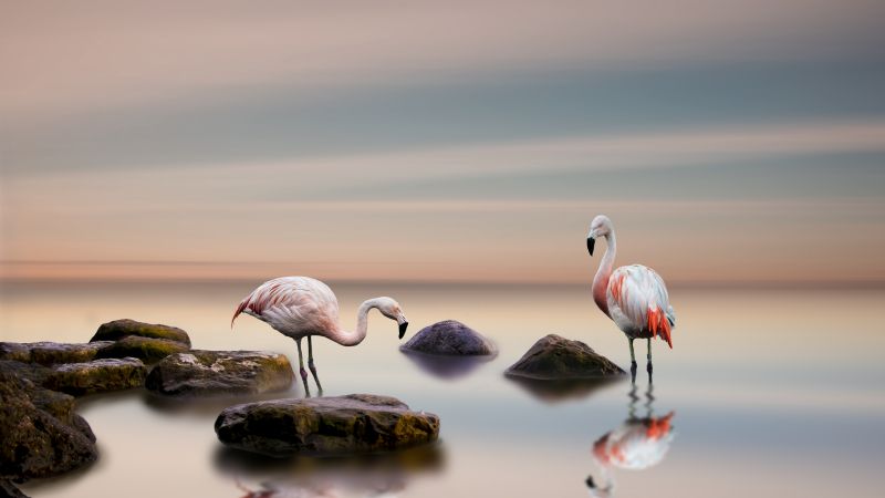 flamingo, bird, ocean, 5k (horizontal)
