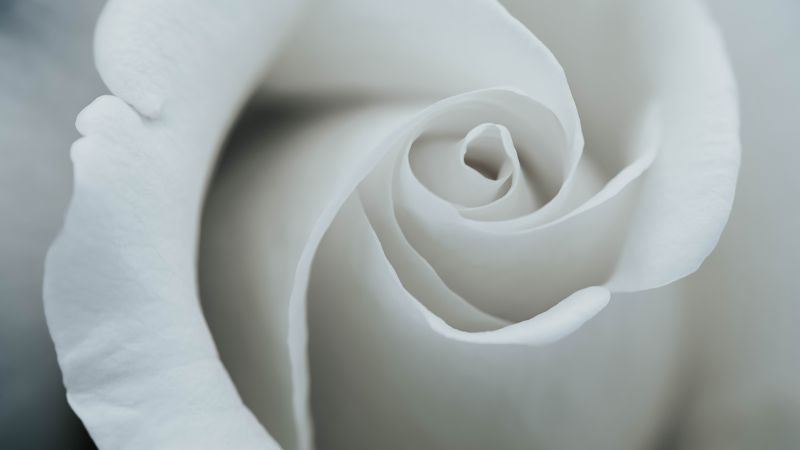 flower, rose, 8k (horizontal)