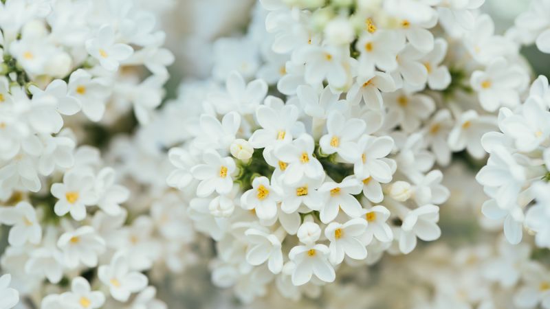 White Flower, spring, 4K, 7K (horizontal)