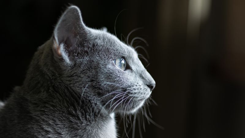 cat, grey, 4K (horizontal)