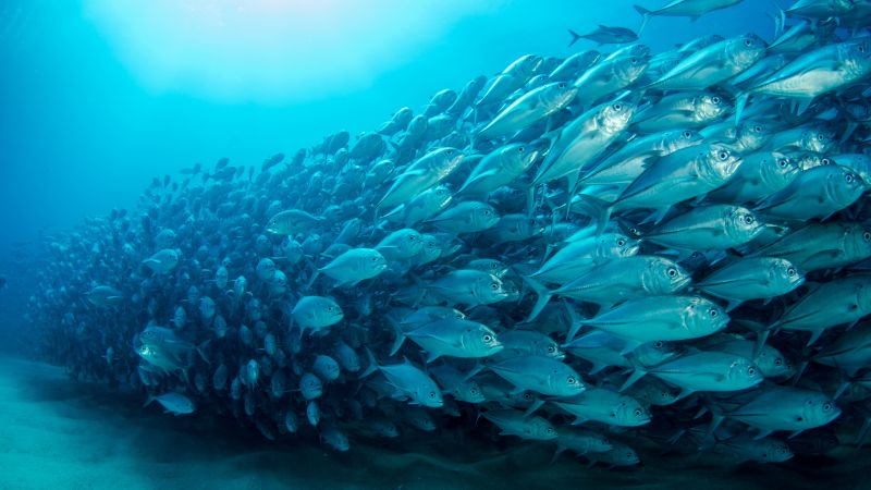 fish, underwater, diving, sea, ocean, 5K (horizontal)