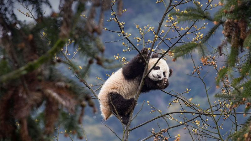 panda, cute animals, 4K (horizontal)