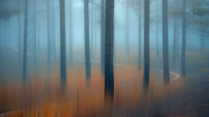 forest, trees, fog, 5K (horizontal)