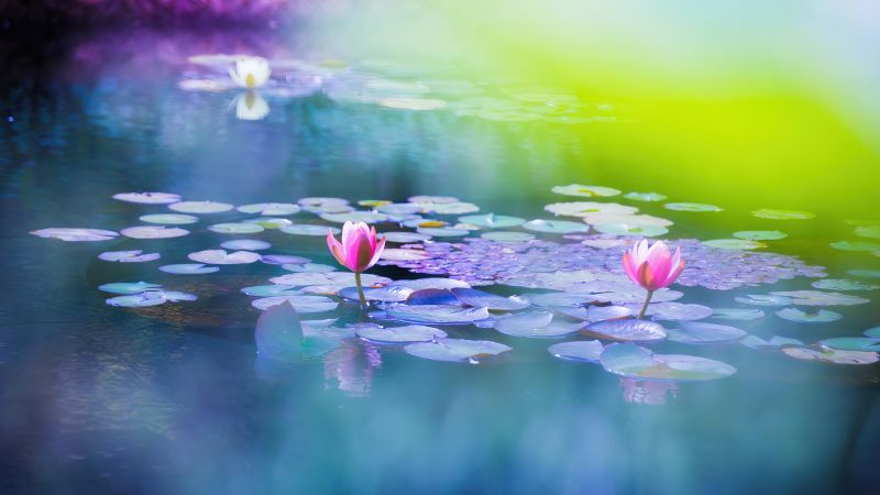 lily, flower, purple, spring, 4K (horizontal)