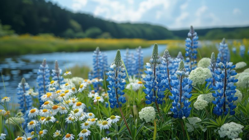 flowers, blue, white (horizontal)