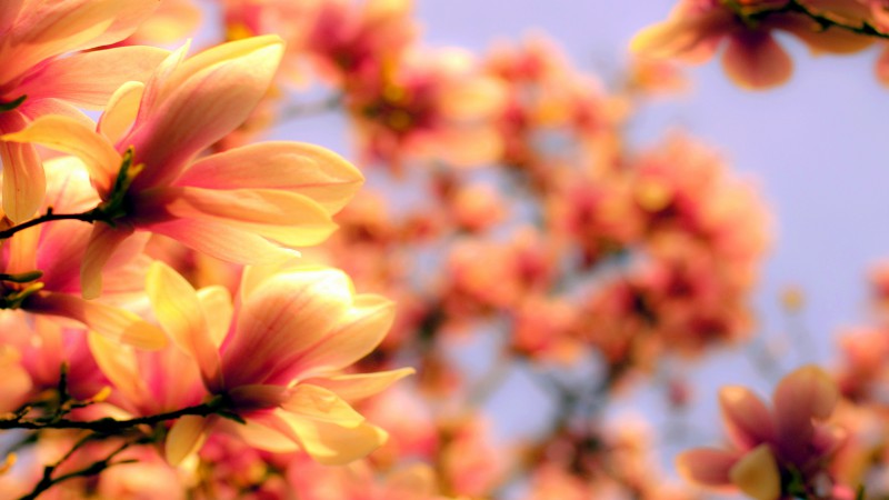 Magnolia, 4k, HD wallpaper, Asia, spring, flower (horizontal)