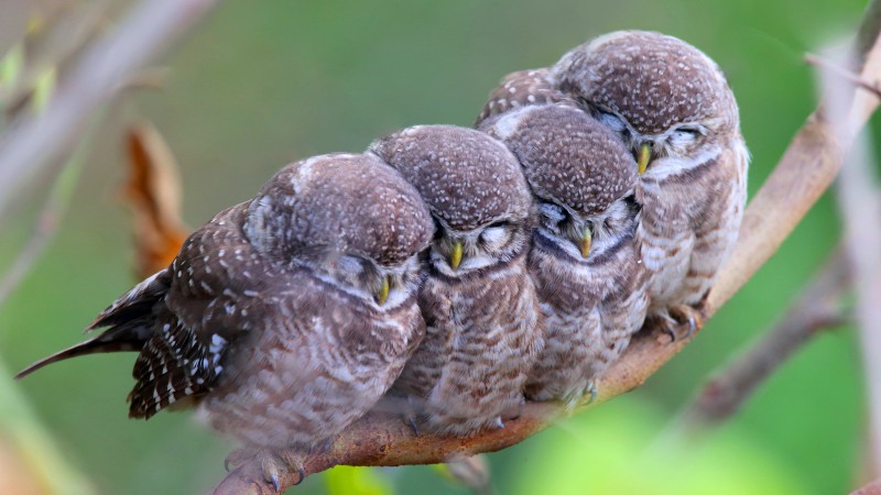 Spotted owl, owls, birds, mom, babes, Cute animals (horizontal)