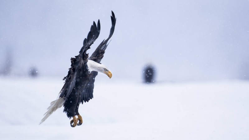Eagle, Alaska, 5k, 4k wallpaper, HD, flight, winter, snow, National Geographics (horizontal)