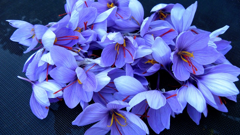 saffron, 4k, HD wallpaper, flowers, spring (horizontal)