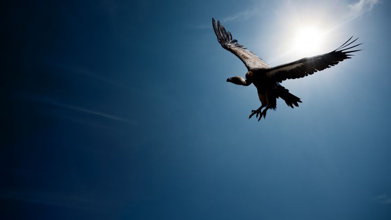 Vulture, flight, sky, sun (horizontal)