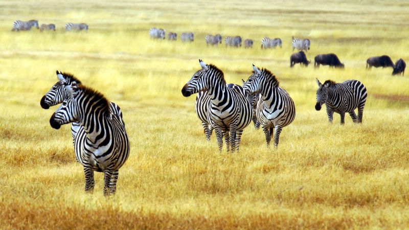 Zebra, savanna, cute animals (horizontal)
