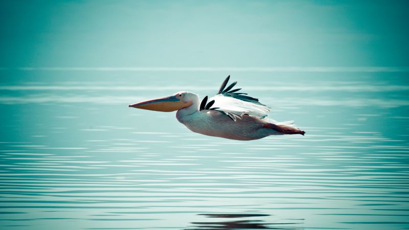 Pelican, flight, ocean, sea (horizontal)