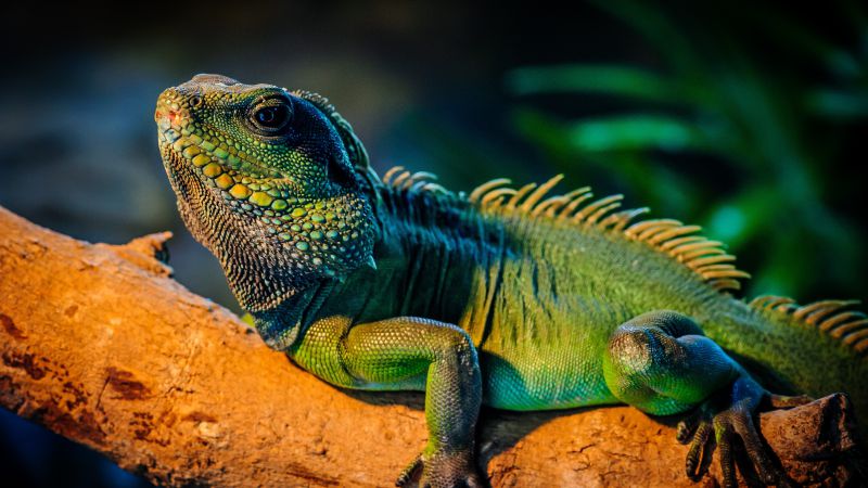 iguana, lizard, cute animals (horizontal)