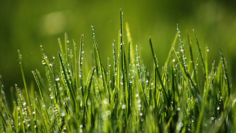 Green grass, 4k, HD wallpaper, 8k, field, dew (horizontal)