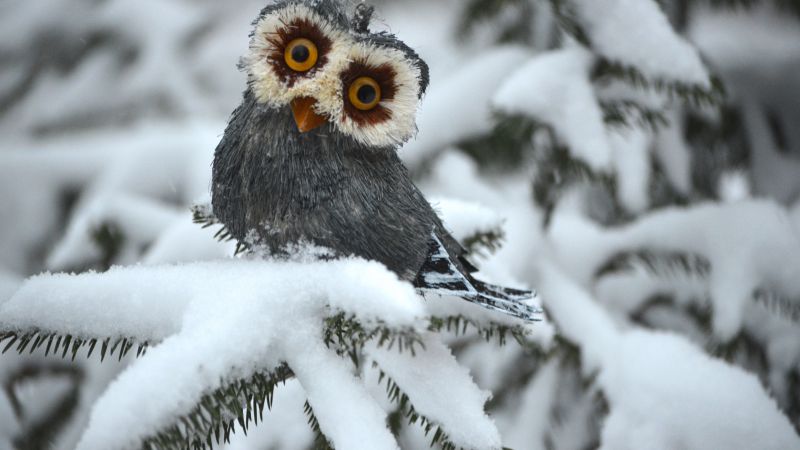 Owl, pines, snow, cute animals, funny (horizontal)