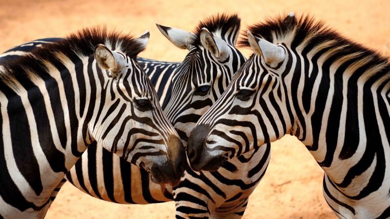 Zebra, couple, cute animals (horizontal)