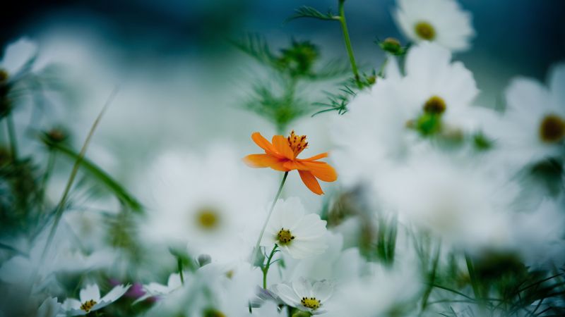 Flowers, 4k, HD wallpaper, 8k, daisies, cosmos flower, white, orange (horizontal)