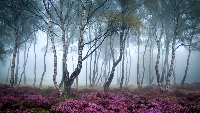 Stanton Moor, 5k, 4k wallpaper, 8k, Peak District, UK, Forest, wildflowers, fog (horizontal)