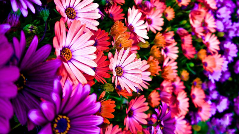 Flowers, 5k, 4k wallpaper, Hibiscus, colours (horizontal)